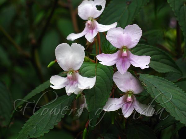 Spindle-Fruit Balsam
